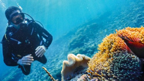 Lupakan Speargun! Warga Raja Ampat Buktikan Bisa Tangkap Ikan dan Gurita dengan Tangan Kosong