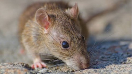 Top 7+ Cara Mengusir Tikus Tanpa Racun, Aman Bila Ada Anak dan Hewan Peliharaan di Rumah