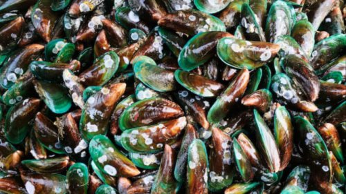 Resep Kerang Hijau Saus Tiram yang Gurih dan Mudah Dibuat