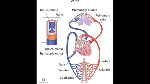 Apa Itu Pembuluh Vena, dan Mengapa Bisa Rusak atau Pecah?, Penyebab Umum Kerusakan Vena Kaki, Gejala Awal Kerusakan Vena Kaki yang Harus Kamu Perhatikan, Waspadai Bahaya DVT dan Emboli Paru, Bagaimana Mendeteksinya Sejak Dini?, Cara Menjaga Vena Kaki Tetap Sehat, Kapan Harus ke Dokter?, Pembuluh Darah Vena di Kaki Bisa Putus? Kenali Gejala dan Dampak Seriusnya pada Tubuh