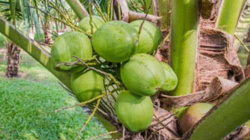 Rutin Minum Air Kelapa Saat Hamil Bikin Kulit Bayi Putih? Cek Faktanya!