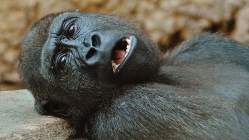 Gak Bisa Cash! Begini Cara Masuk ke Ragunan dengan Harga Rp 3000 Saja