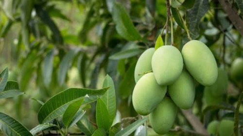 Cara Menanam Mangga di Rumah, Tak Perlu Lahan Luas, Buah Tetap Melimpah