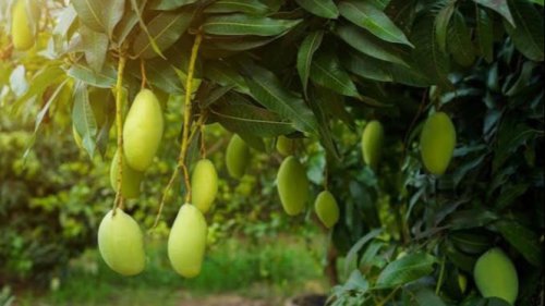 Trik Jitu Membuat Pohon Mangga Berbuah Dalam Seminggu, Praktis Banget dengan Cara Ini