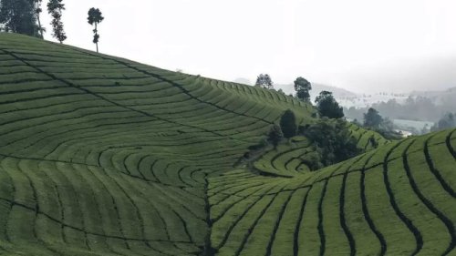 1. Green Kenyot Cikahuripan, 2. Stone Garden Citatah, 3. Sunrise Point Cukul, 4. Bukit Jamur Rancabolang, 5. Pagerwangi Dome, 6. Babakan Siliwangi Forest Walk, 7. Watervang Leuwilimoes, 8. Wot Batu, 9. Taman Baca Hendra, 10. NagaRa Puntang, Top 10+ Destinasi Liburan Anti-Mainstream di Bandung untuk Libur Sekolah Anak