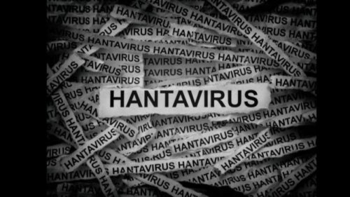 Mirip Flu Tapi Bisa Mematikan! Ini Gejala Awal Terinfeksi Hantavirus