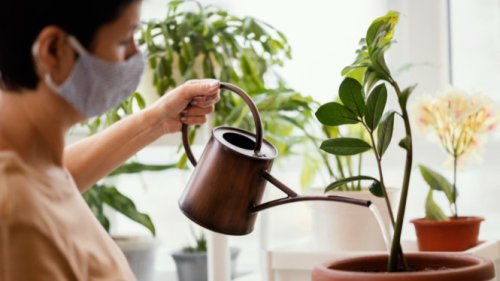 Jangan Asal Siram! 5 Cara Menyiram Tanaman Hias agar Tidak Busuk Akar, Yuk Jadi Plant Parent Cerdas