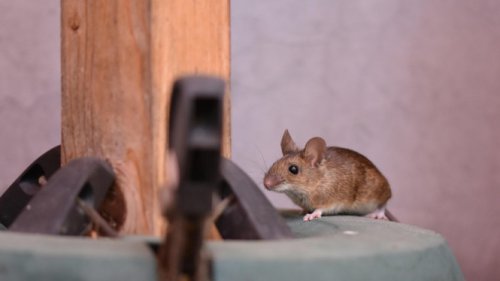 Tips Hemat Mengusir Tikus Menggunakan Kulit Jeruk, Dijamin Aman dan Ramah Lingkungan