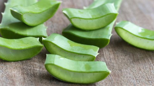 Punya Banyak Manfaat, Aloe Vera DItinjau Ilmuwan dalam Berbagai Studi untuk Jamin Kualitasnya