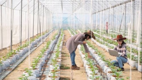 Apa Itu Green Jobs? Tren Karier Ramah Lingkungan yang Lagi Booming di Era AI