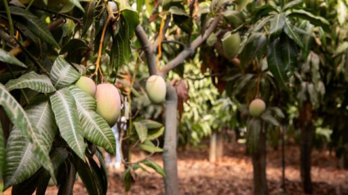 Trik Jitu Merangsang Tanaman Cepat Berbunga dan Berbuah Lebat Pakai Bahan Dapur