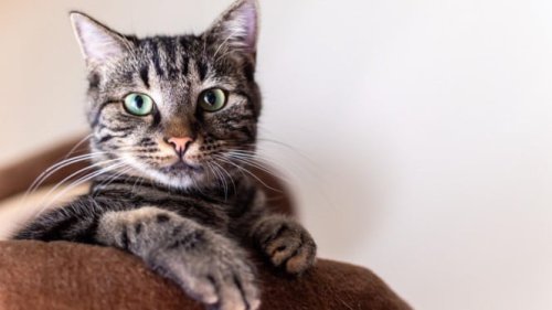 Cara Membersihkan Bulu Kucing dari Seprei dan Pakaian, Gampang Banget Cuma Butuh Alat Ini