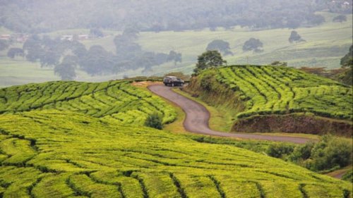 Lokasi Kebun Teh di Bandung yang Instagramable, Nuansanya Ala Film Jadul My Heart