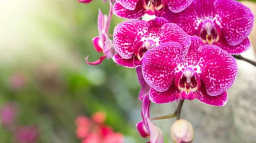 Top 5+ Tanaman Hias dengan Bunga Cantik tapi Beracun, Salah Satunya Kecubung
