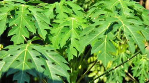 Rahasia Mengolah Daun Pepaya Jadi Empuk dan Tidak Pahit, Coba Trik Ini!