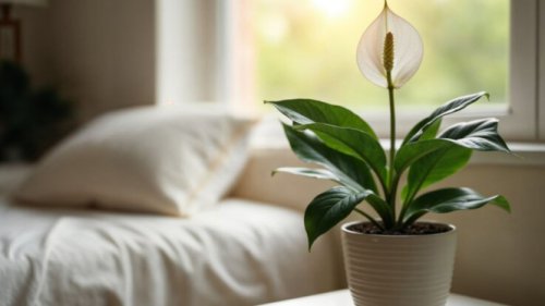 Top 7+ Tips Bikin Kamar Adem Meski Tanpa AC, Tidur Lebih Nyenyak dan Hemat Listrik