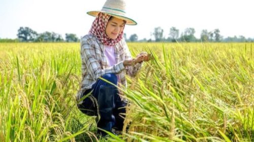 Top 10+ Profesi Hijau Ini Berikan Dampak Positif untuk Bumi