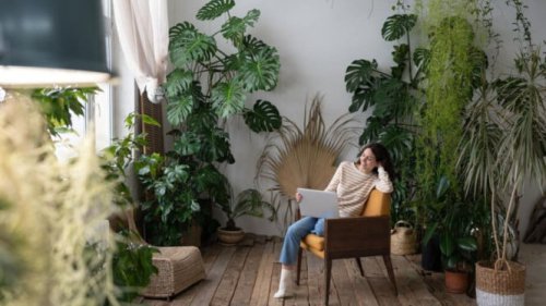 Tak Hanya Cantik, Tanaman Hias Ini Juga Bisa 'Mendinginkan' Ruangan