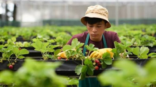 Top 7+ Alasan Green Jobs Meledak di Era AI, Dari Regulasi Hingga Gaji Fantastis