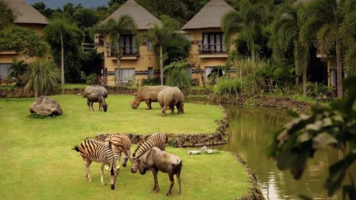 Tidur Bareng Zebra dan Badak di Mara River Safari Lodge Bali, Serasa di Afrika!
