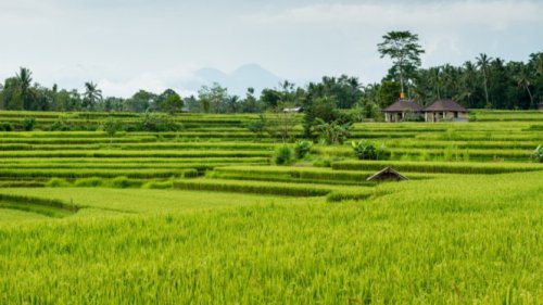 Kunci Utama Keberhasilan Petani, Perhatikan 3 Hal ini