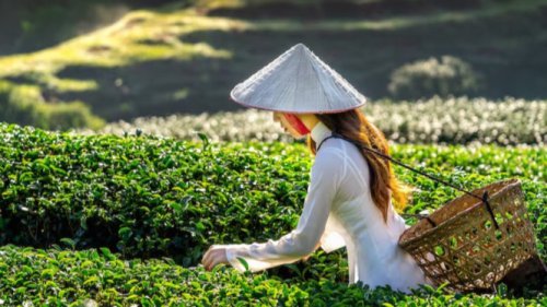 Profesi Petani Paling Cuan di 2025, Matcha hingga Kopi Jadi Primadona Pasar Global