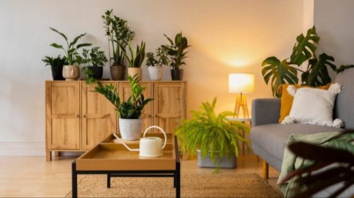Top 5+ Tanaman Hias Daun Besar yang Bikin Ruangan Terlihat Mewah, Fix Bikin Tetangga 'Melotot'