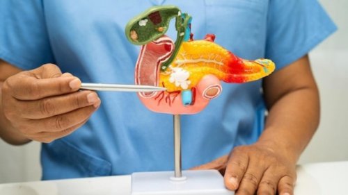 Punya Fungsi Vital Tapi Sering Terabaikan, 5 Cara Sederhana Menjaga Kesehatan Pankreas