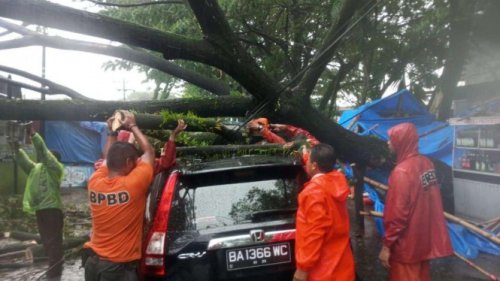 Tips Terhindar dari Ancaman Pohon Tumbang Saat Cuaca Ekstrem