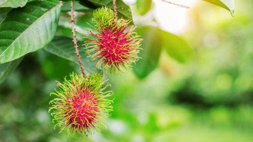 Pohon Rambutan Ternyata Merusak Fondasi Rumah, Ini Daftar Tanaman Perusak Bangunan