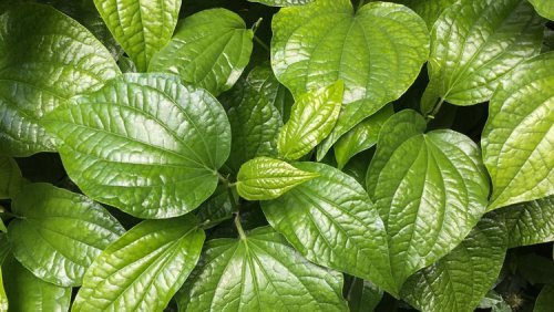 Daun Sirih Ternyata Bisa Bantu Penyembuhan 10 Penyakit Ini, Termasuk Diabetes