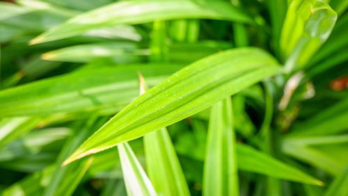 Daun Pandan Ternyata Bisa Membantu Penyembuhan 8 Penyakit Ini, Termasuk Kelola Diabetes