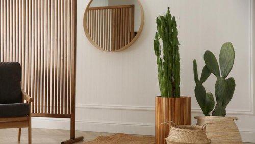 Top 5+ Tanaman yang Mengundang Energi Negatif Menurut Feng Shui