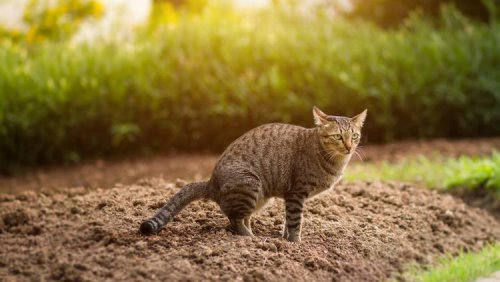 Top 15+ Cara Efektif Usir Kucing agar Tidak Pup Sembarangan di Halaman Rumah