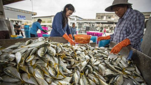 Catat Bun! 10 Jenis Ikan Mengandung Merkuri Tinggi, Banyak Ditemukan di Indonesia