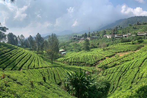 Prediksi Arus Balik 4 Januari: Jalur Puncak Bogor Ramai, Polisi Siapkan Oneway