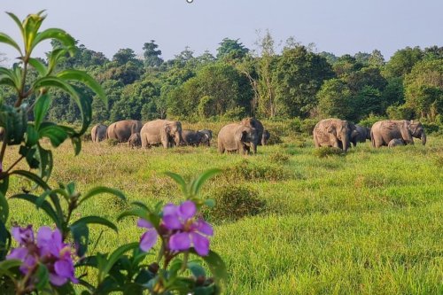 Pemerintah Akan Bangun Pagar 138 Km di TNWK, Akhiri Konflik Gajah-Manusia 43 Tahun