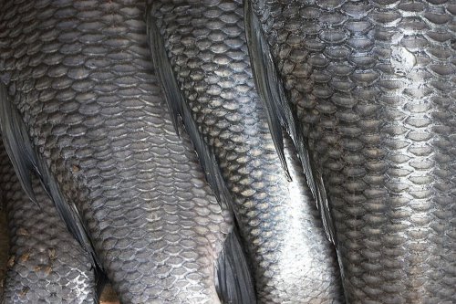 1 Cara ini Bikin Membersihkan Sisik Ikan Tidak Bikin Dapur Amis