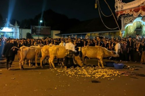 Menunggu Kebo Bule dan Kirab Pusaka Malam 1 Suro di Keraton Surakarta