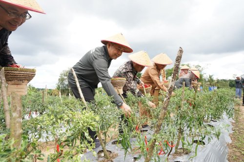 Top 7+ Cara Membuat Tanaman Cabai Panen Berulang Kali, Cocok untuk Lahan dan Pekarangan