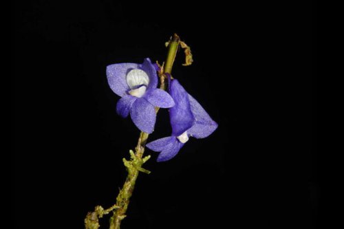 Anggrek Biru, Flora Langka yang Hanya Tumbuh di Raja Ampat