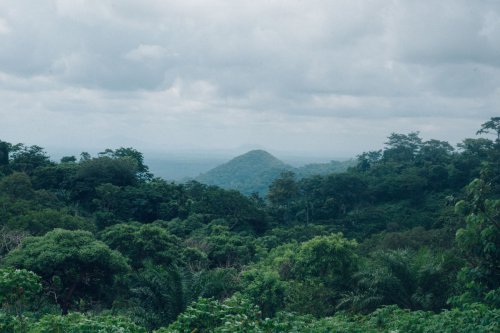 Lawan Deforestasi, Jepang Punya Rahasia Kembalikan Hutan dalam Hitungan Tahun di Lahan Terbatas