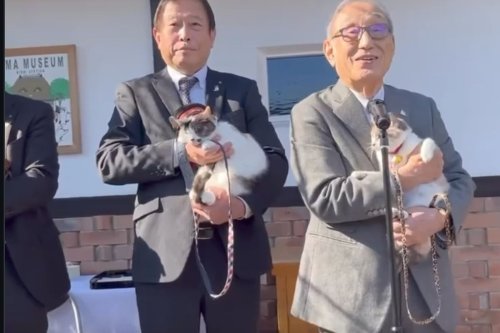 Kucing Calico Dilantik Jadi Kepala Stasiun di Jepang, Terima Gaji Berupa Makanan