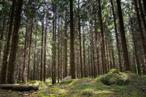 Top 5+ Wisata Hutan Pinus di Malang Raya untuk Liburan Sejuk