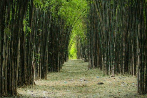 Ramai Vandalisme, Pemerintah Kyoto Tebang Bambu di Hutan Arashiyama