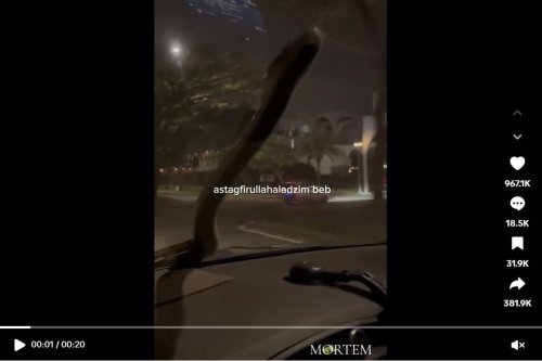 Video Viral, Ular Besar Tiba-tiba Muncul di Kaca Mobil