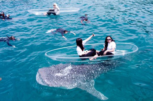 Konservasi Jadi Kunci Keberlanjutan Wisata Hiu Paus di Botubarani, Gorontalo