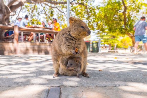 Benarkah Quokka Hewan Terbahagia? Simak Faktanya