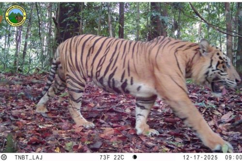 4 Harimau Sumatera Teridentifikasi di TN Bukit Tigapuluh, Ancaman Perburuan Masih Tinggi