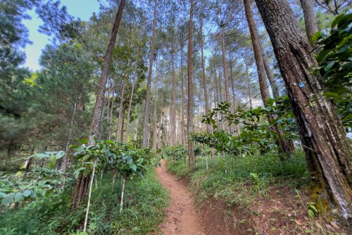 Harga Tiket dan Parkir Gunung Giyanti via Malanggaten, Pendakian Dekat Kota Magelang